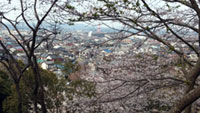 館山城・城山公園の桜の写真