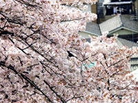 枚岡公園の桜の写真