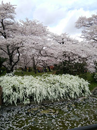 京都府立植物園の桜の写真