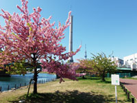 旧中川水辺公園の桜の写真