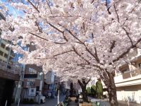 九品仏川緑道（自由が丘）の桜の写真