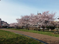 都立城北中央公園の桜の写真