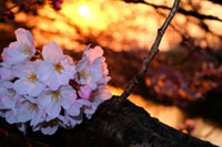 伊佐沼公園の桜の写真