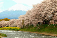 潤井川（龍巌淵）の桜の写真