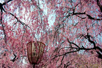 原谷苑の桜の写真