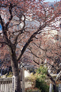 あたみ桜 糸川遊歩道の桜の写真