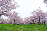 舎人公園の桜の写真