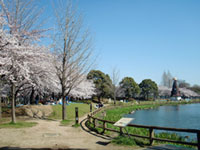 浮間公園の桜の写真