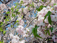 西新井大師の桜の写真