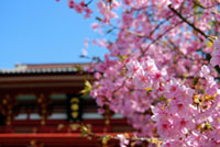 鶴岡八幡宮の桜の写真