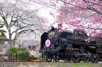 SLパレオエクスプレス(秩父鉄道)の桜の写真