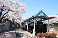 山北鉄道公園（御殿場線沿い）の桜の写真