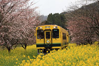 いすみ鉄道の桜の写真