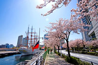 横浜・みなとみらい21 さくらフェスタ2019が3月23日から開催！30日は歩行者天国も実施！