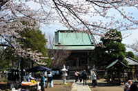 手児奈霊神堂の桜の写真
