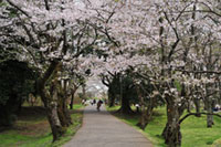 佐倉城址公園の桜の写真