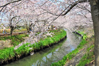 海老川ジョギングロードの桜の写真