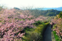 官軍塚の河津桜の写真