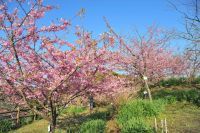 官軍塚の河津桜の写真