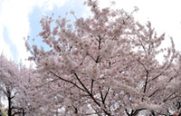 常盤平さくら通りの桜の写真