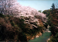 大井関公園（ろじ渓）の桜の写真