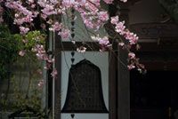 常照寺の桜の写真