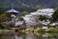 旧嵯峨御所大本山大覚寺の桜の写真