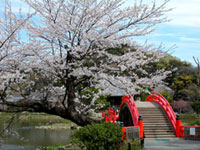 称名寺の桜の写真