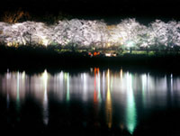 水源公園の桜の写真