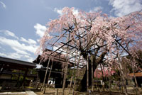 瑞龍寺のしだれ桜の写真