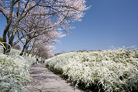 愛知県緑化センターの桜の写真