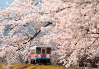 樽見鉄道の桜の写真