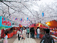 諏訪の桜トンネルの写真