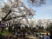 龍城公園（大田原市さくら祭）の桜の写真