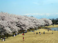 富山県中央植物園の桜の写真