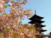 東寺の桜の写真