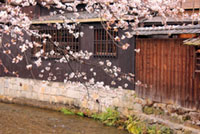 祇園白川の桜の写真