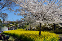 津久井湖城山公園の桜の写真