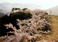 竹田城跡の桜の写真