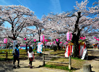 天覧山・飯能中央公園の桜の写真
