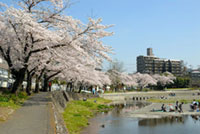 飯能河原の桜の写真