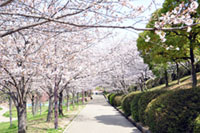 黒鳥山公園の桜の写真