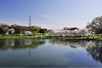 大仙公園の桜の写真