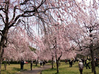さくら池自然公園の桜の写真