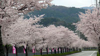 猪名川沿い桜街道の桜の写真