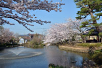 狭山池公園（東京都）の桜の写真