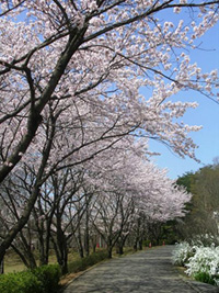 埼玉県こども動物自然公園の桜の写真