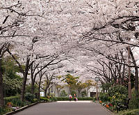神戸総合運動公園の桜の写真