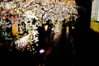 高瀬川（下木屋町）の桜の写真