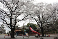 光綾公園の桜の写真